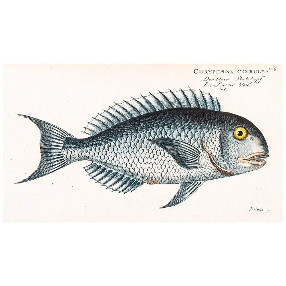 Coryphaena coerulea - Print from Allgemeine Naturgeschichte der Fische, photographed on white background for the Australian Museum shop online