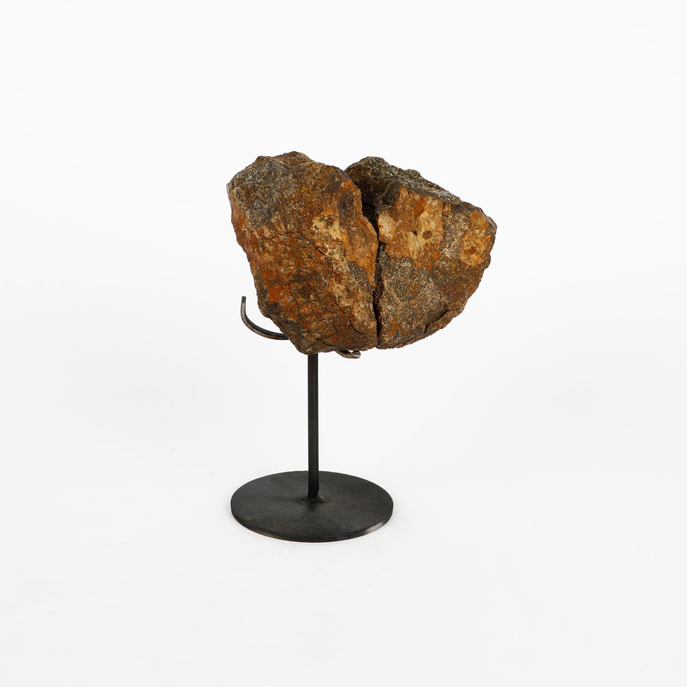 Authentic triceratops fossil bone specimen on stand on white background