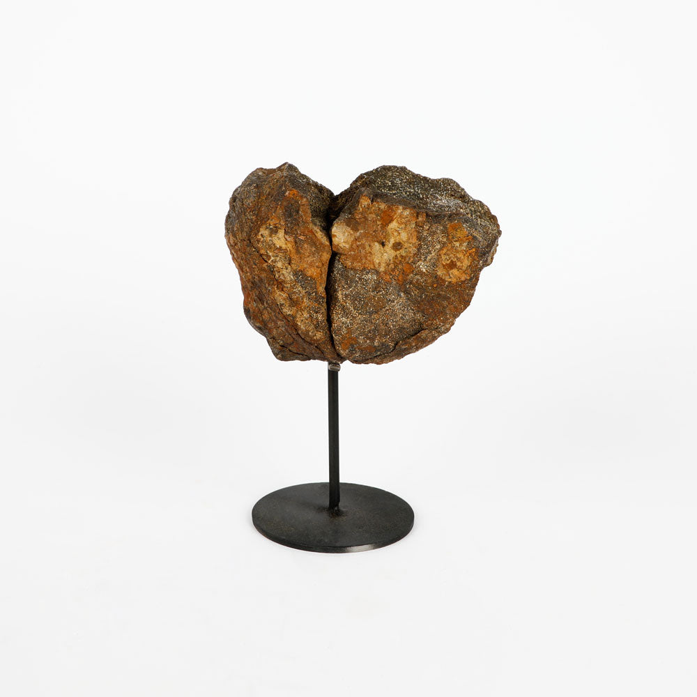 Authentic triceratops fossil bone specimen on stand on white background