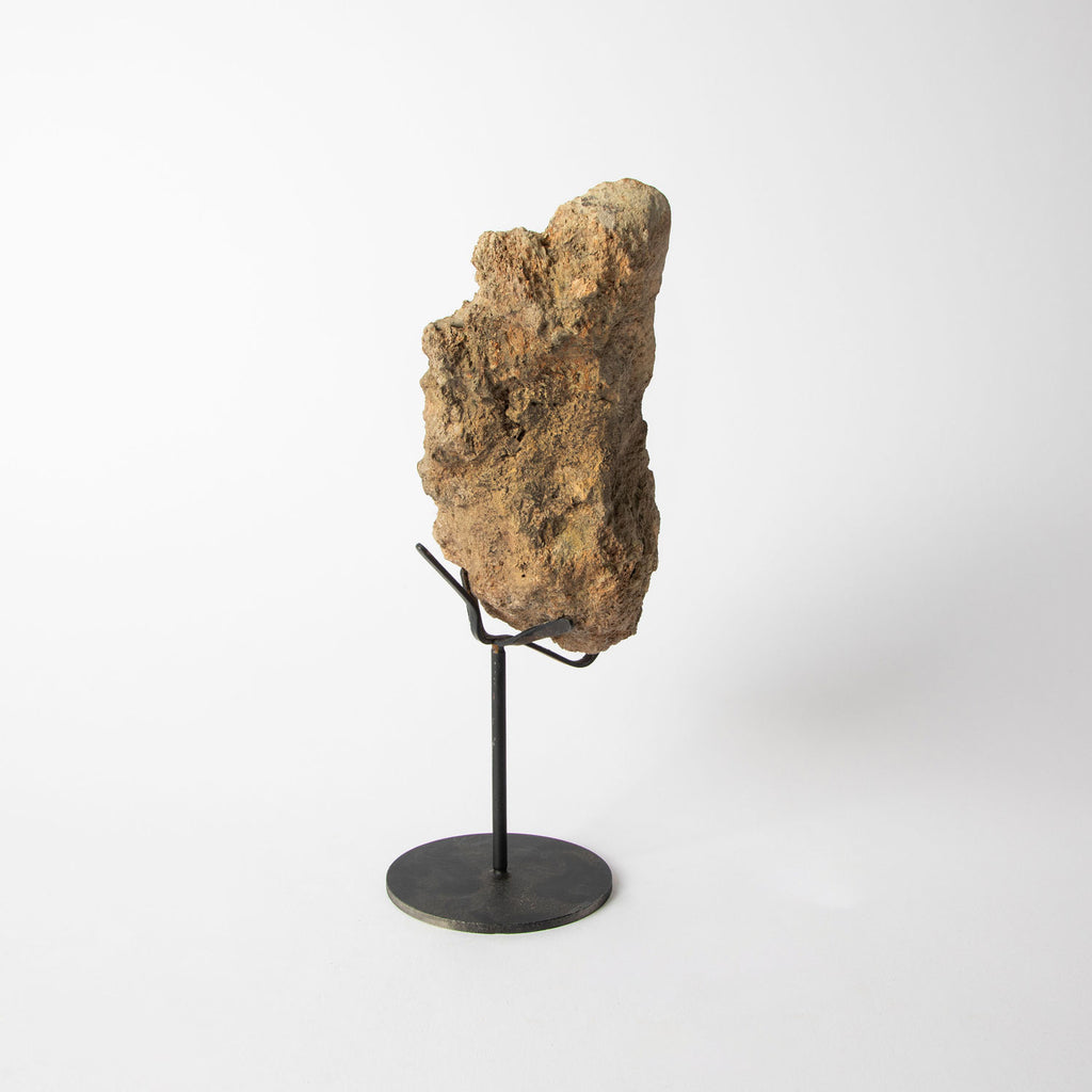 Authentic triceratops fossil bone specimen on stand on white background