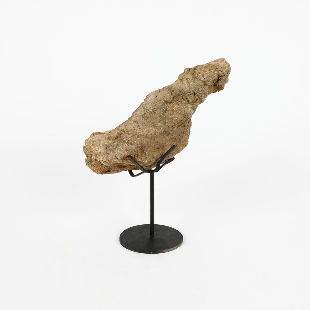 Authentic triceratops fossil bone specimen on stand on white background