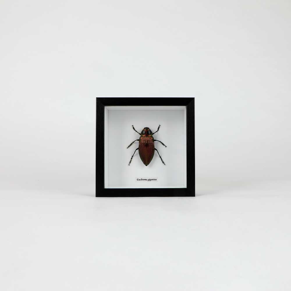 Euchroma gigantea Papilio Ulysses Framed specimen on white background