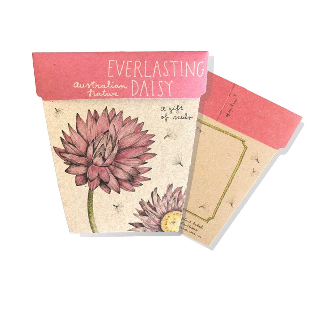 Everlasting daisy seeds kit on white background. Australian Museum Shop online