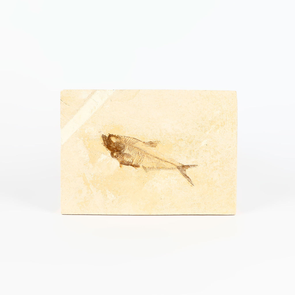 Diplomystus sp  Eocene Fossil fish specimen, Green River Formation, Wyoming, on white background