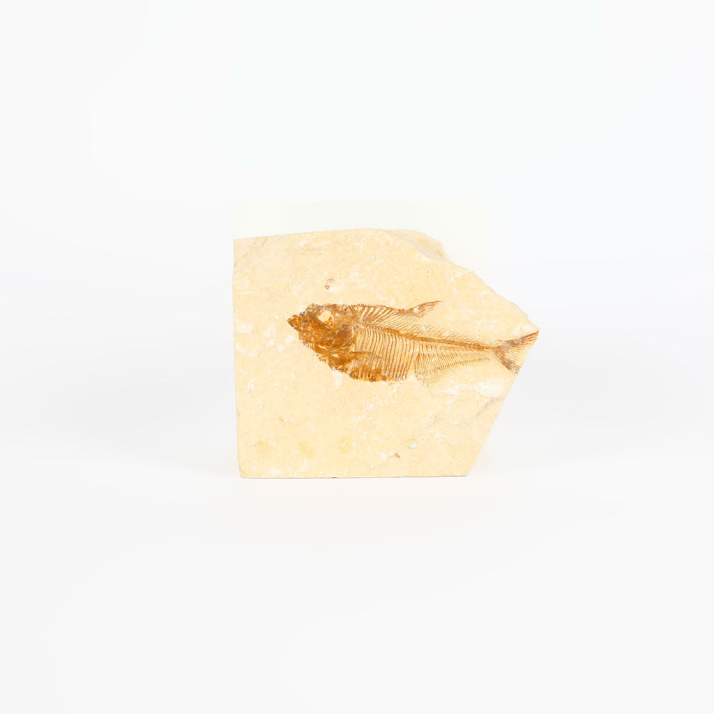 Diplomystus sp  Eocene Fossil fish specimen, Green River Formation, Wyoming, on white background