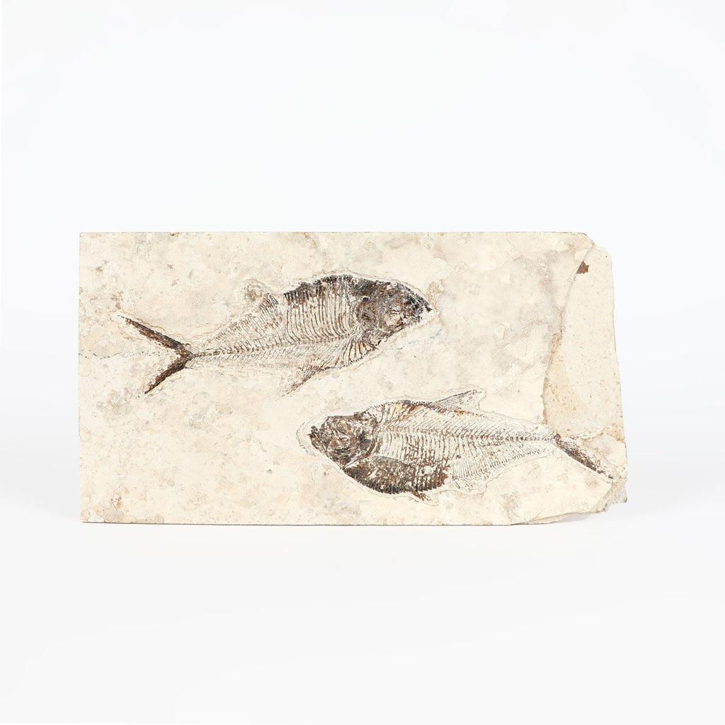 Diplomystus sp  Eocene Fossil fish specimen, Green River Formation, Wyoming, on white background