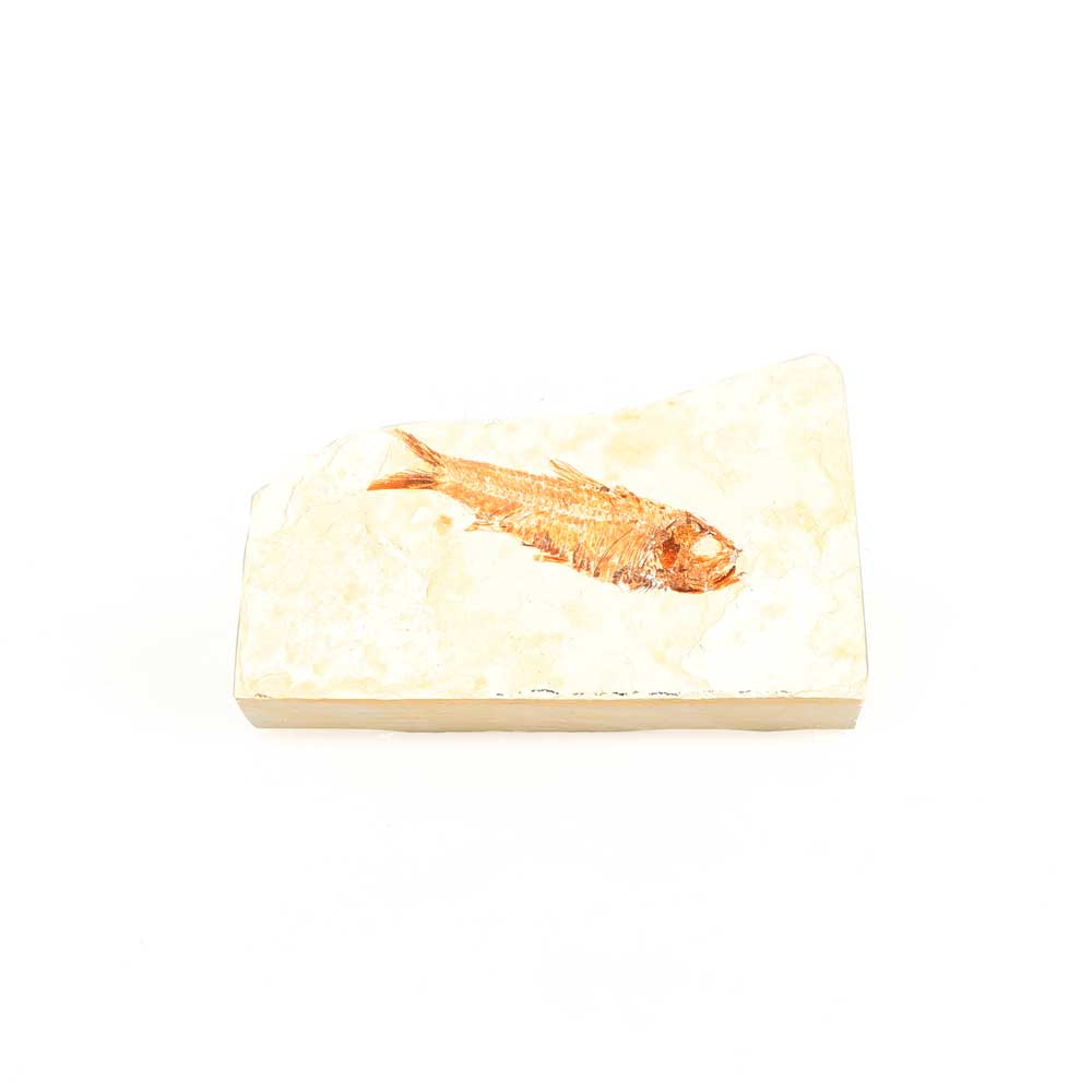Knightia sp fossil fish specimen on white background for Australian Museum Shop online