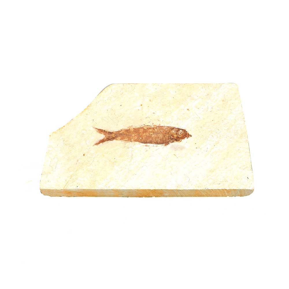 Knightia sp fossil fish specimen on white background for Australian Museum Shop online