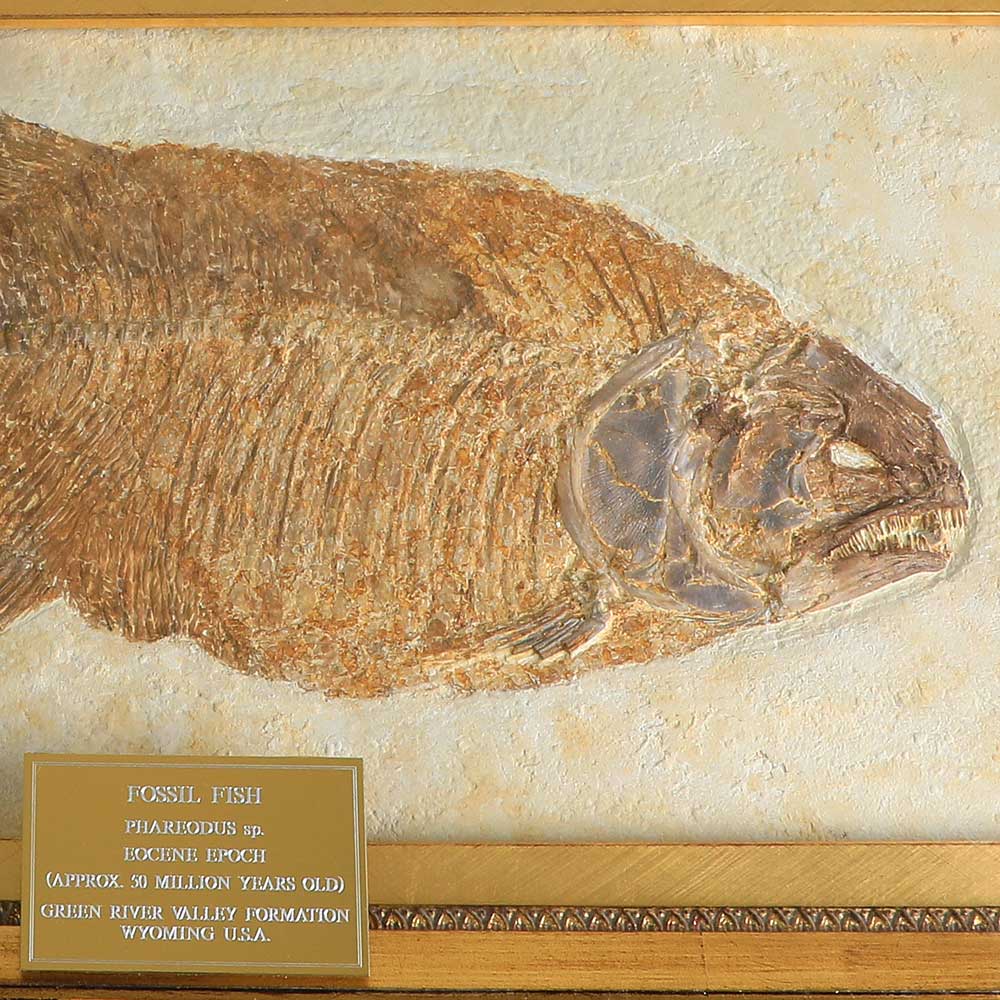 Framed Fossil Fish Pharedous sp, photographed on white background, Australian Museum Shop online