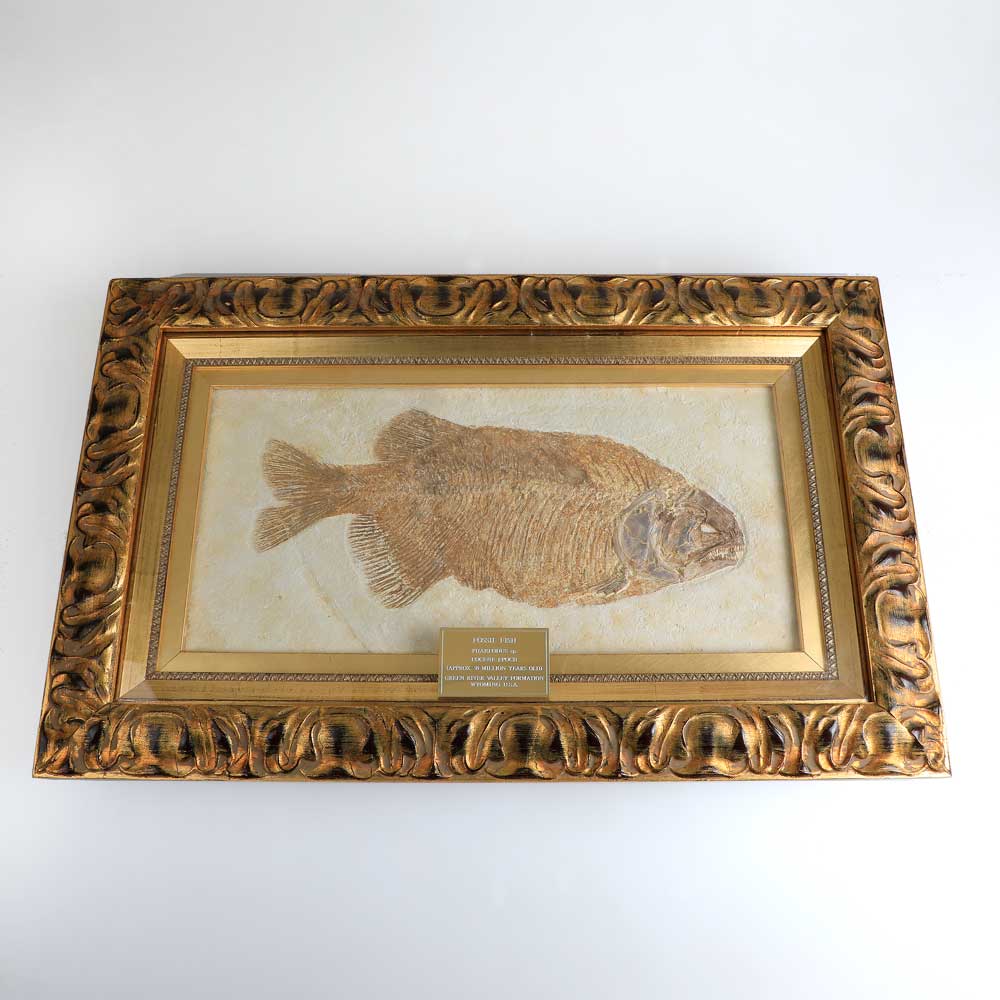 Framed Fossil Fish Pharedous sp, photographed on white background, Australian Museum Shop online