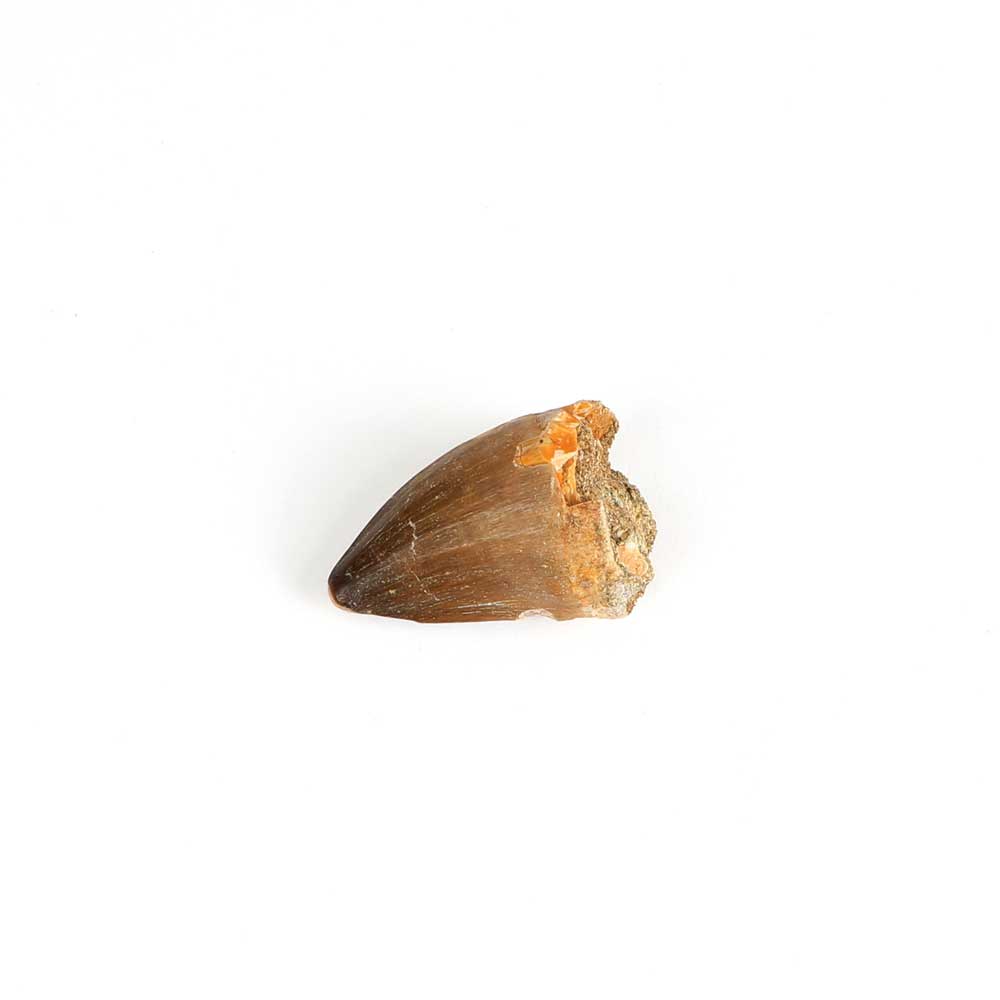 Mososaur tooth, cretaceous period, on white background