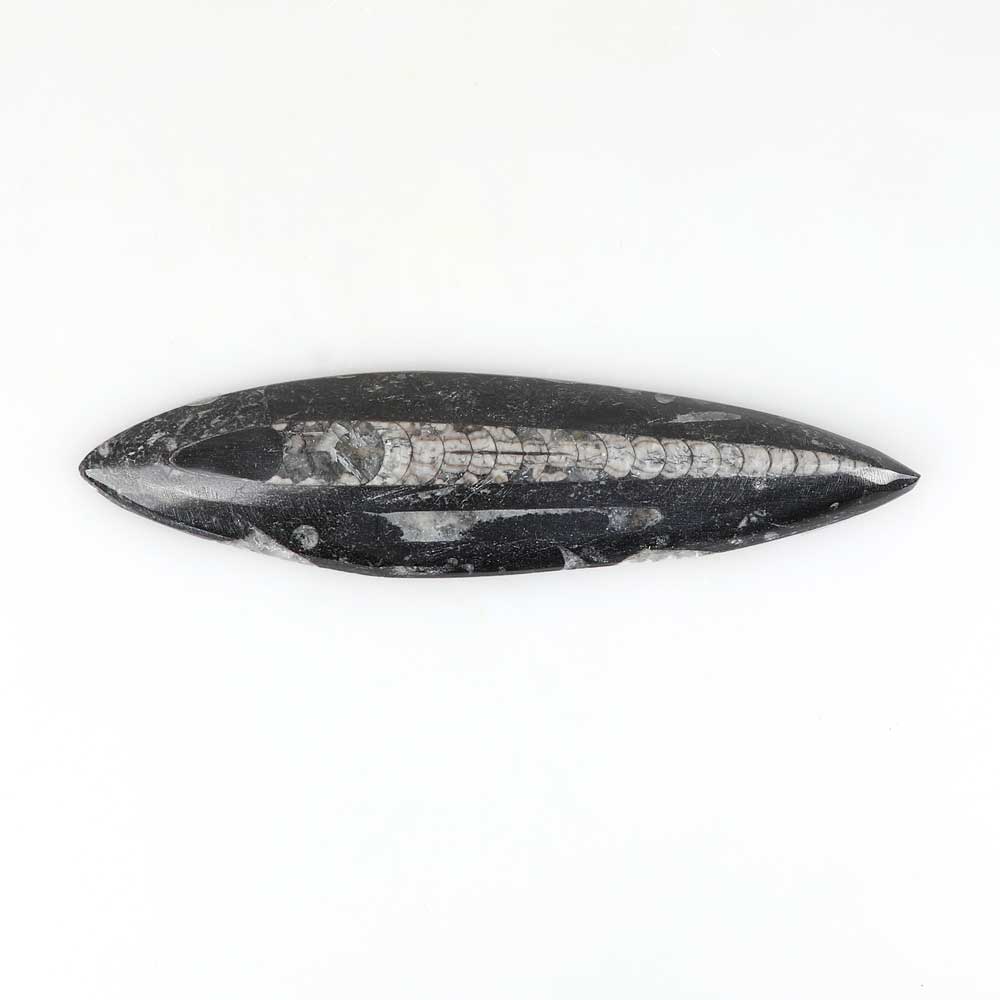 Polished chambered nautiloid fossils in black marble Australian Museum shop online