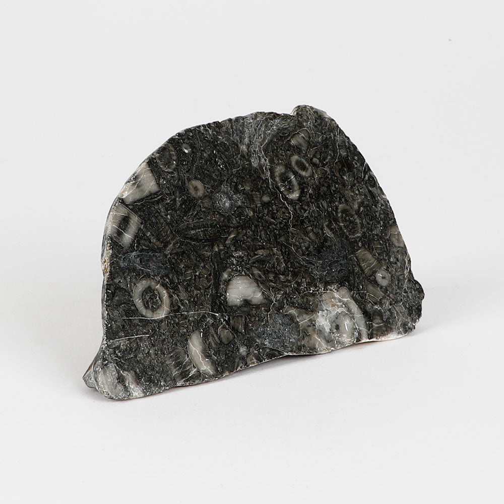 Crinoid Fossil Genuine Ancient Sea Lily Specimen on white background