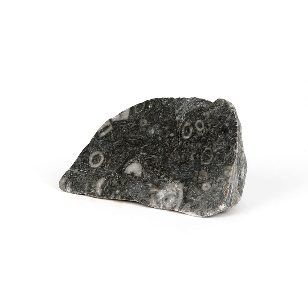 Crinoid Fossil Genuine Ancient Sea Lily Specimen on white background