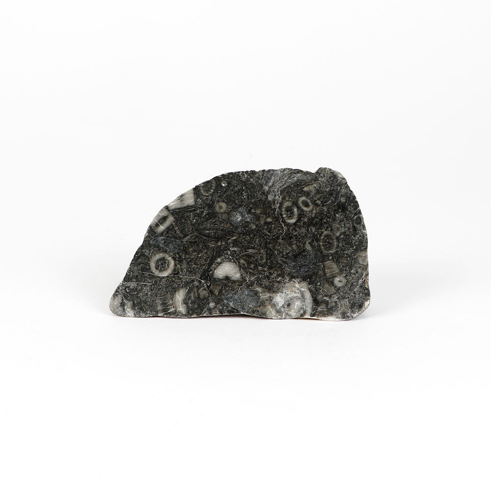 Crinoid Fossil Genuine Ancient Sea Lily Specimen on white background