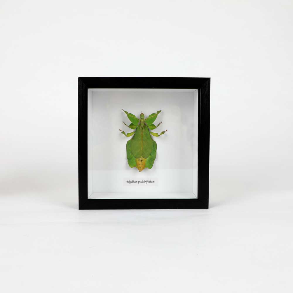 Framed Phylium Bioculatom Pulchrifolia on white background