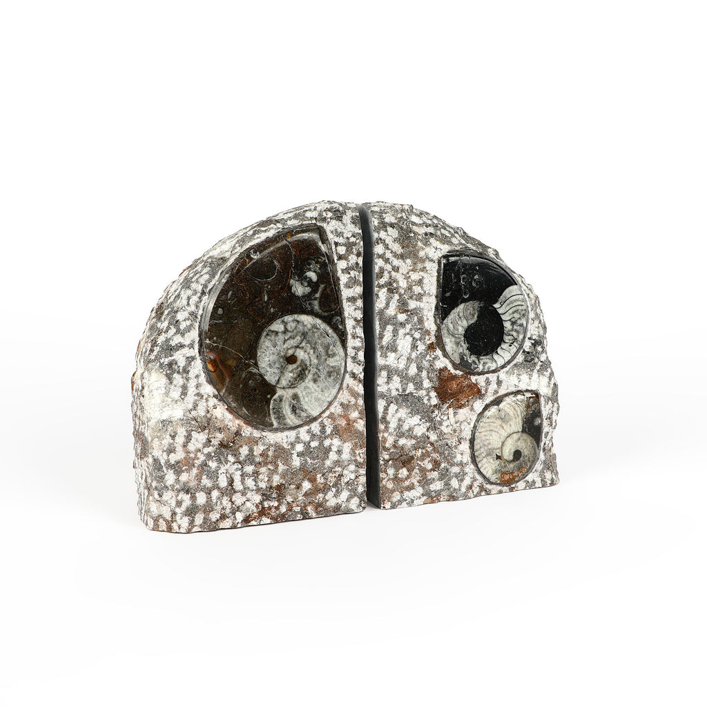 Goniatite fossil bookends polished rock from Tindouf Basin, Morocco on white background