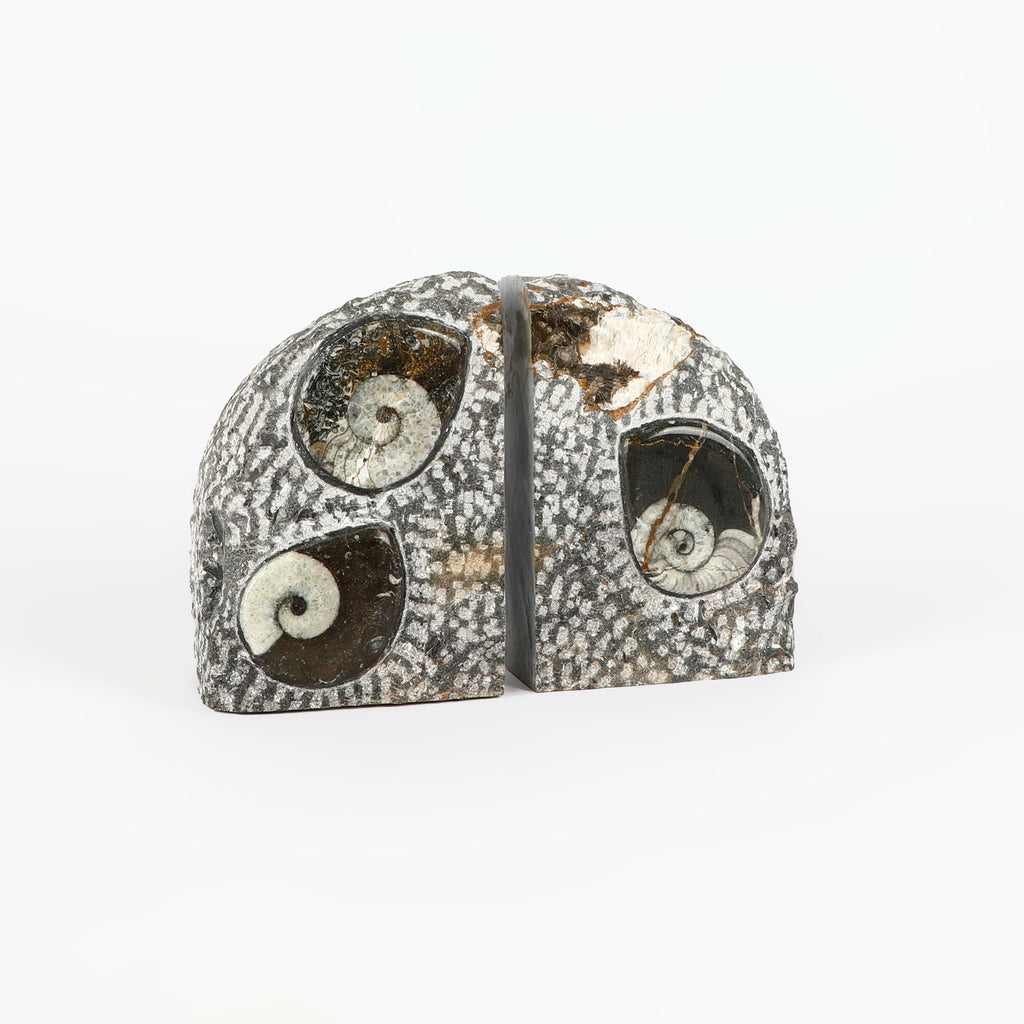 Goniatite fossil bookends polished rock from Tindouf Basin, Morocco on white background