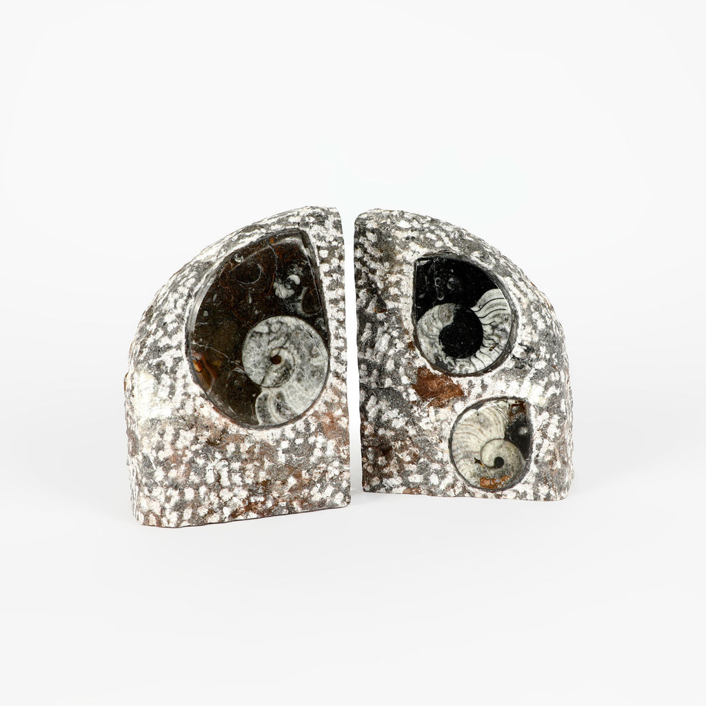 Goniatite fossil bookends polished rock from Tindouf Basin, Morocco on white background