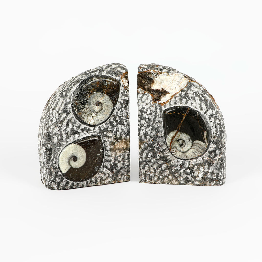 Goniatite fossil bookends polished rock from Tindouf Basin, Morocco on white background