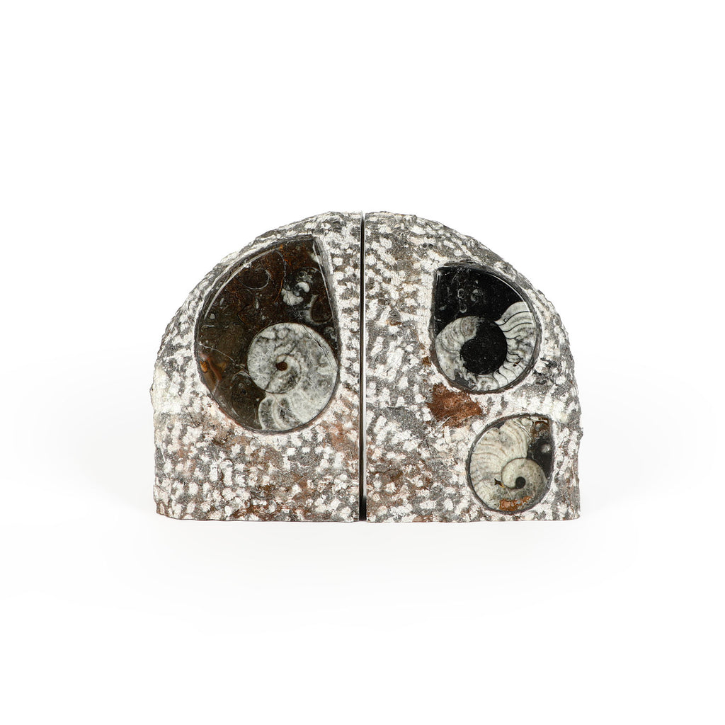 Goniatite fossil bookends polished rock from Tindouf Basin, Morocco on white background