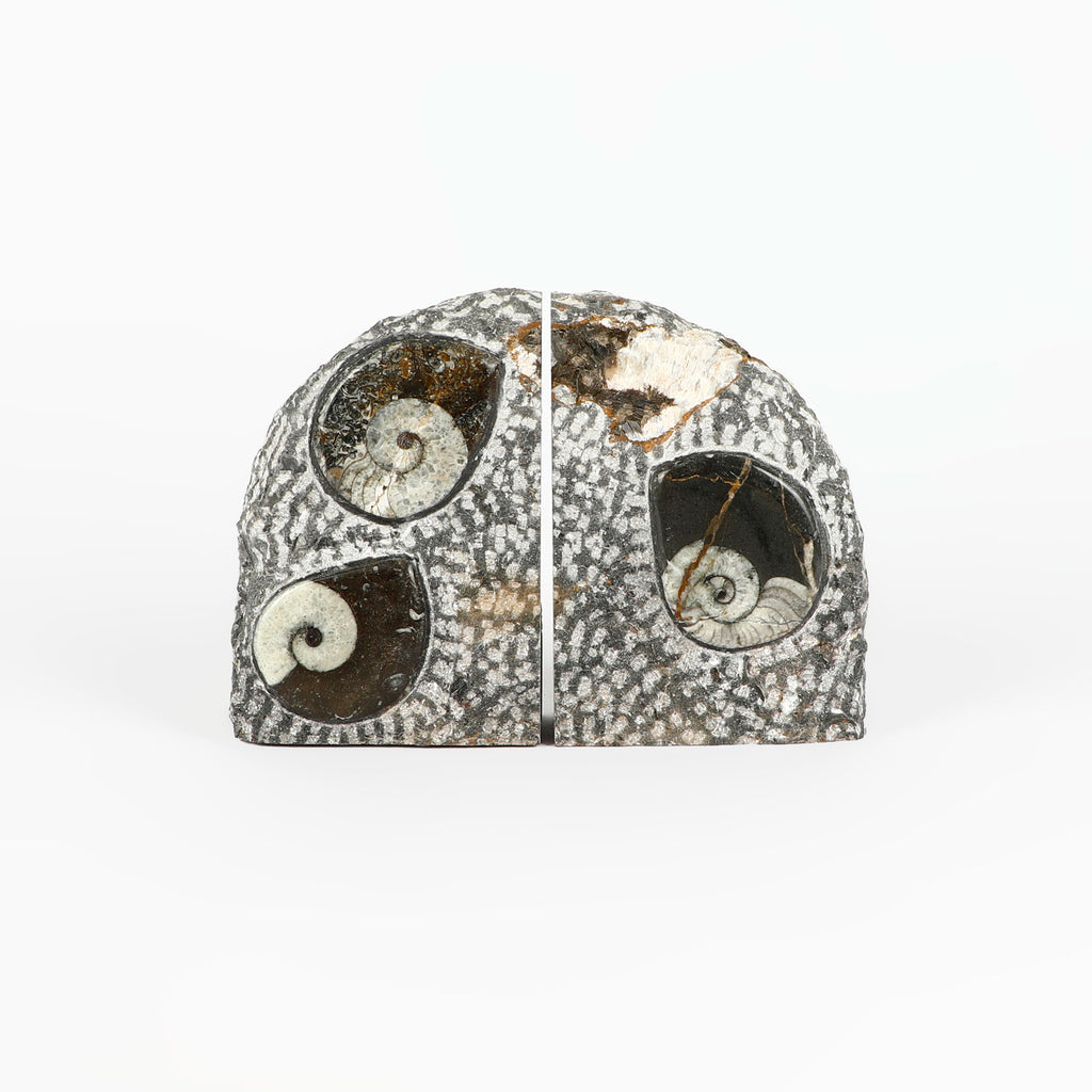 Goniatite fossil bookends polished rock from Tindouf Basin, Morocco on white background