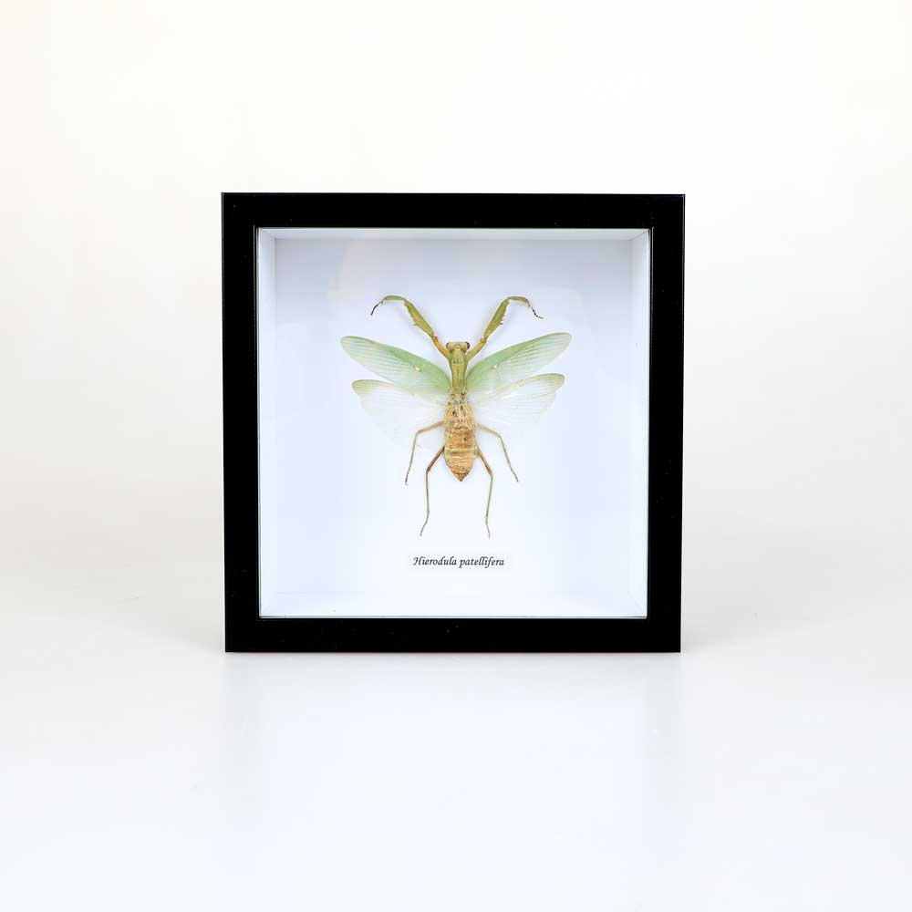 Hierodula patellifera framed specimen on white background. Australian Museum Shop online