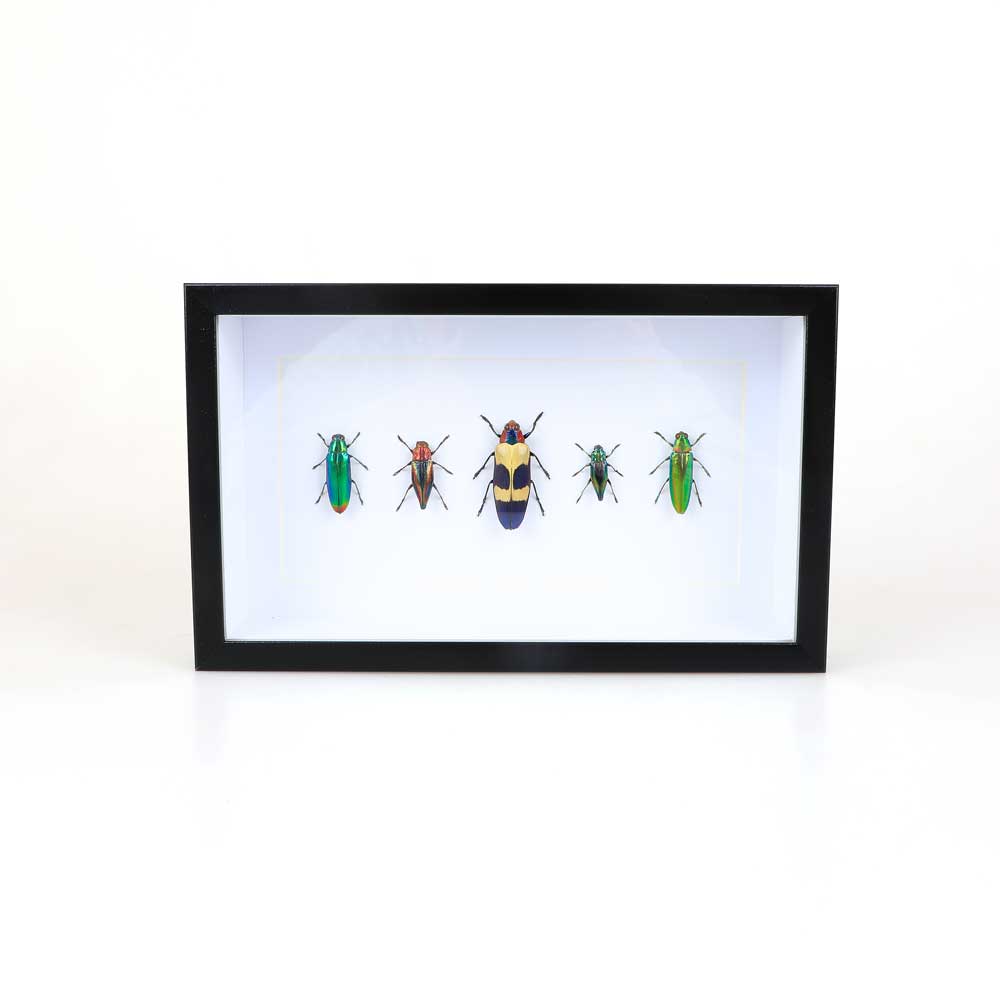 Jewel beetles framed specimens on white background. Australian Museum Shop online