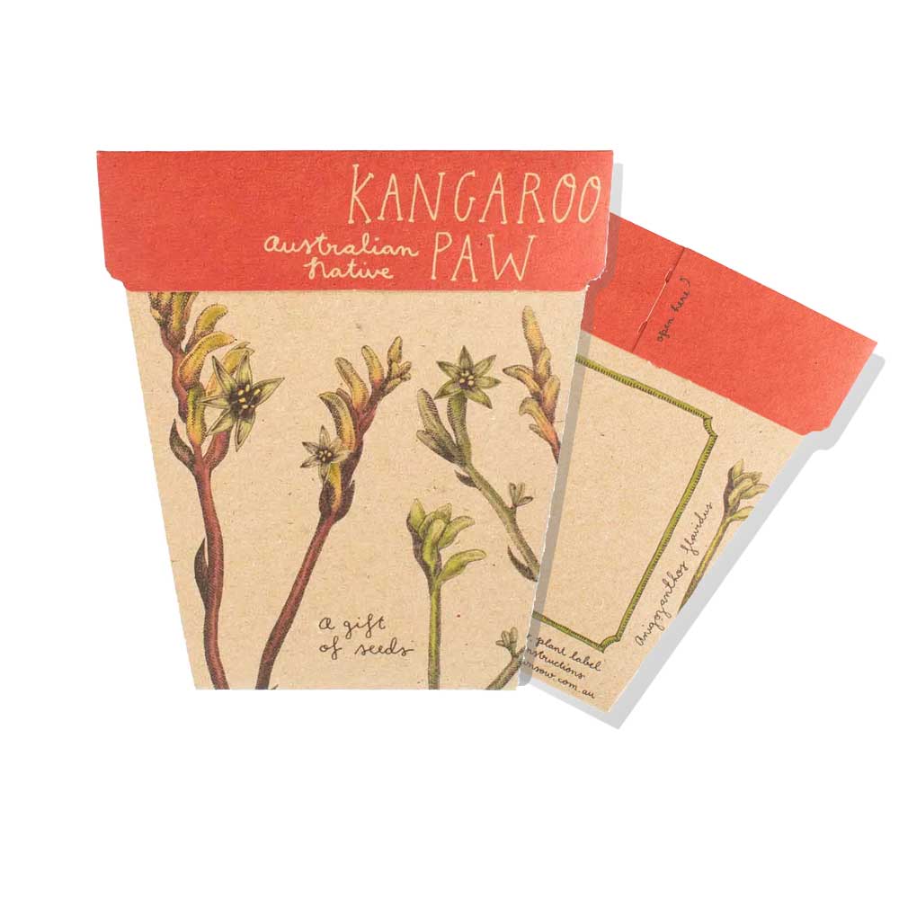 Kangaroo paw Herb seeds kit on white background. Australian Museum Shop online