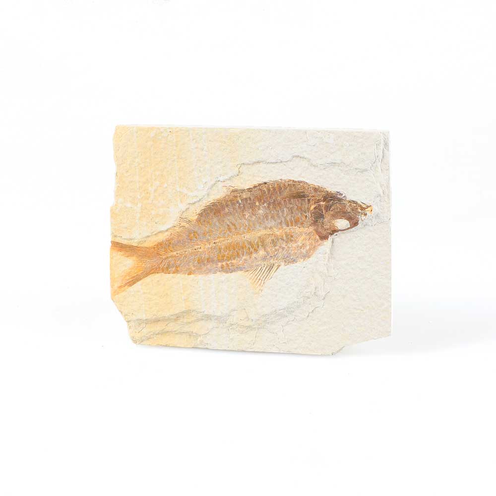 Fossil Fish Knightia Sp. Eocene 50MYO From Fontanelle Wyoming USA. Australian Museum shop online