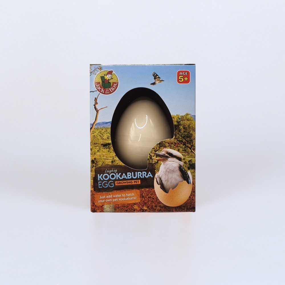 Kookaburra egg growing pet on white background for Australian Museum Shop online