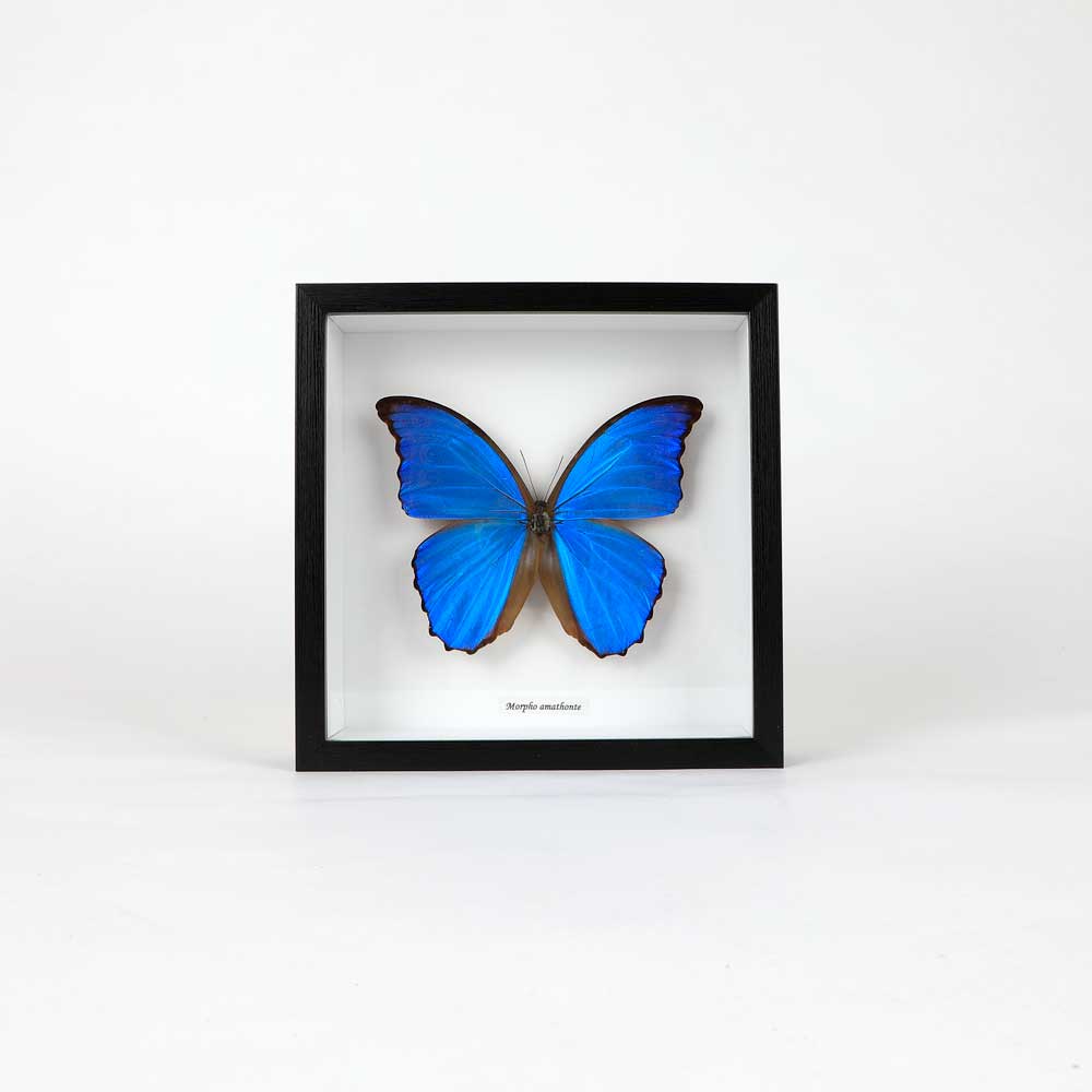 Morpho amathonte Papilio Ulysses Framed specimen on white background