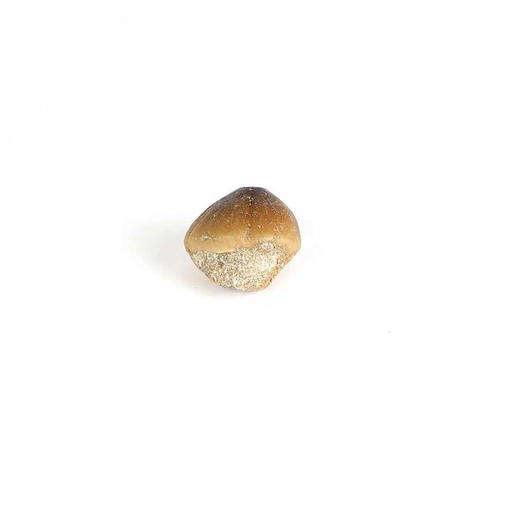 Mosasaur Globidens sp Tooth, creataceous era, approx 80 million years old. View from tooth root, on white background