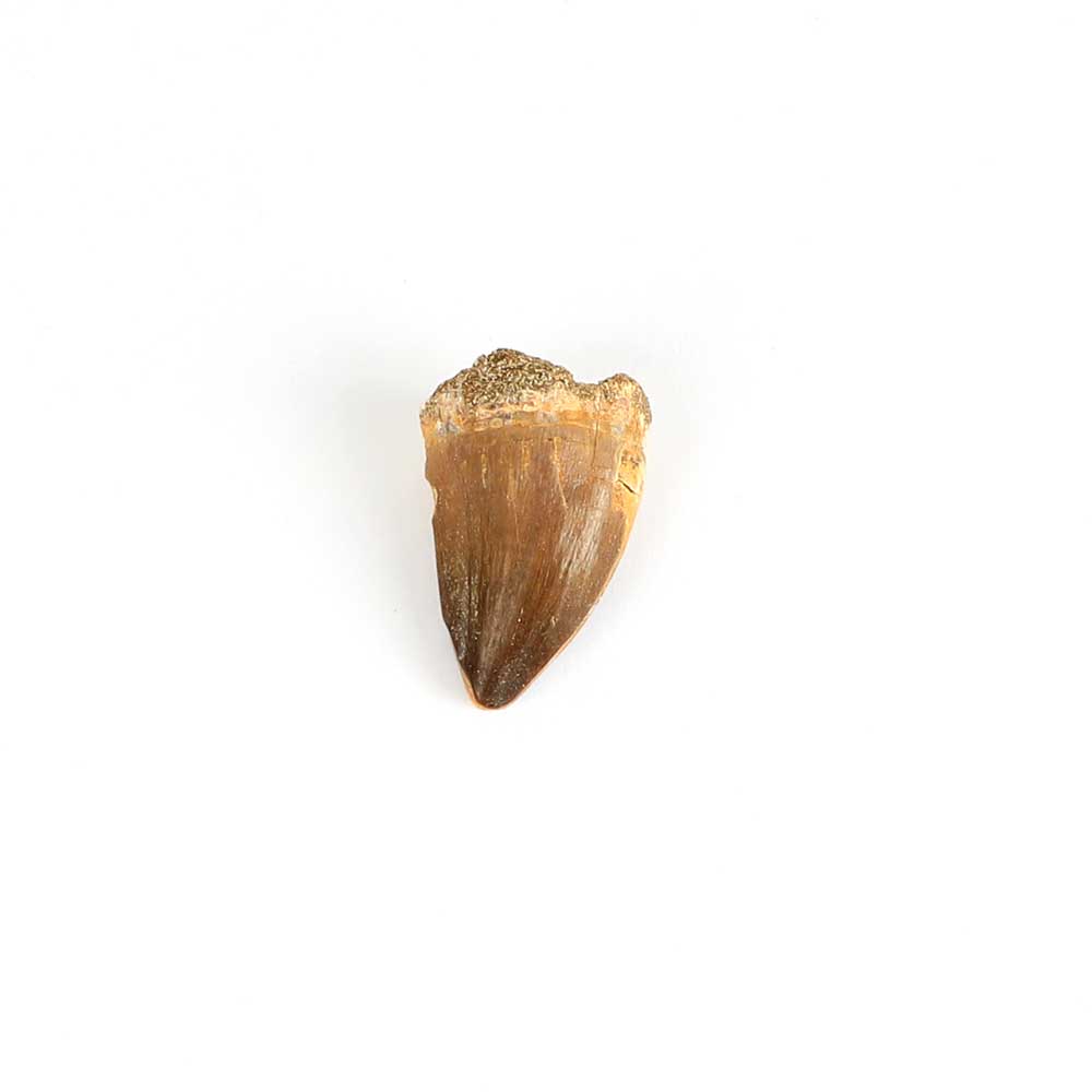 Mososaur tooth, cretaceous period, on white background