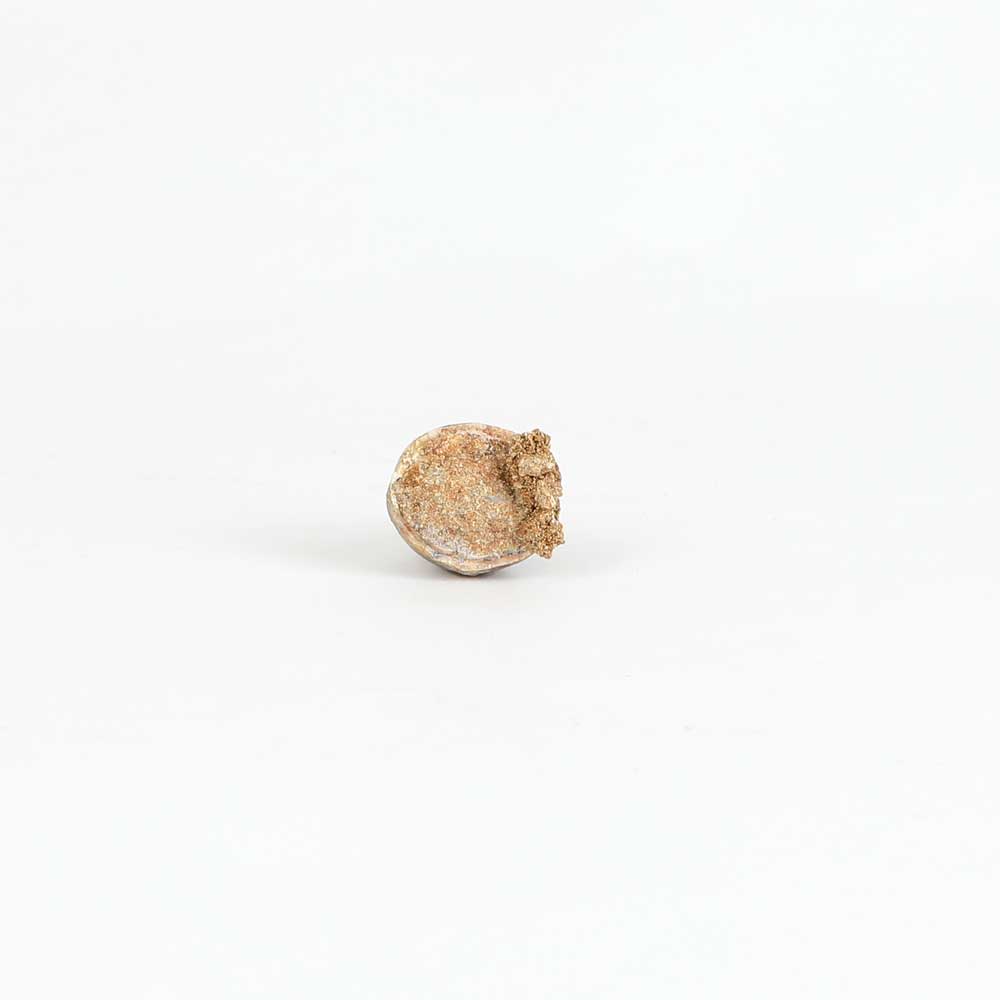 Mososaur tooth, cretaceous period, on white background