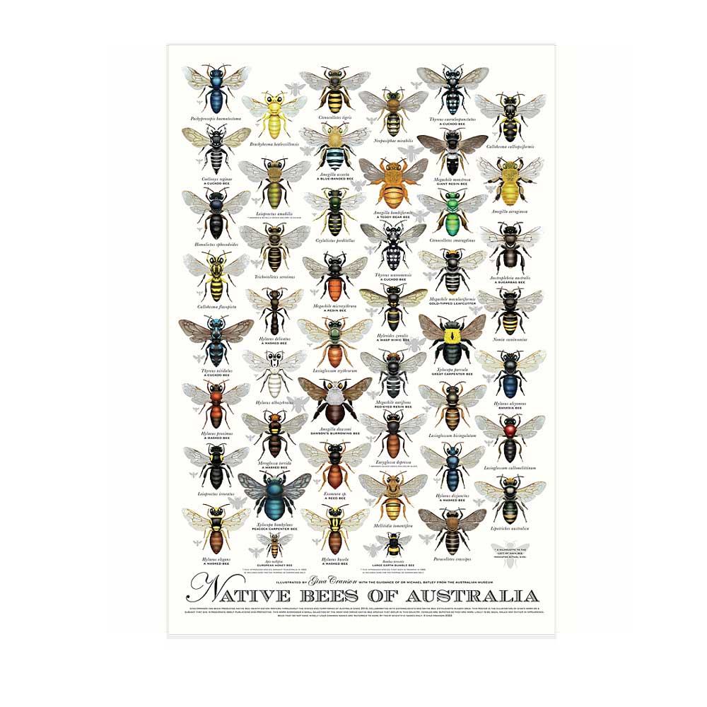 Native Bees of Australia poster on white background