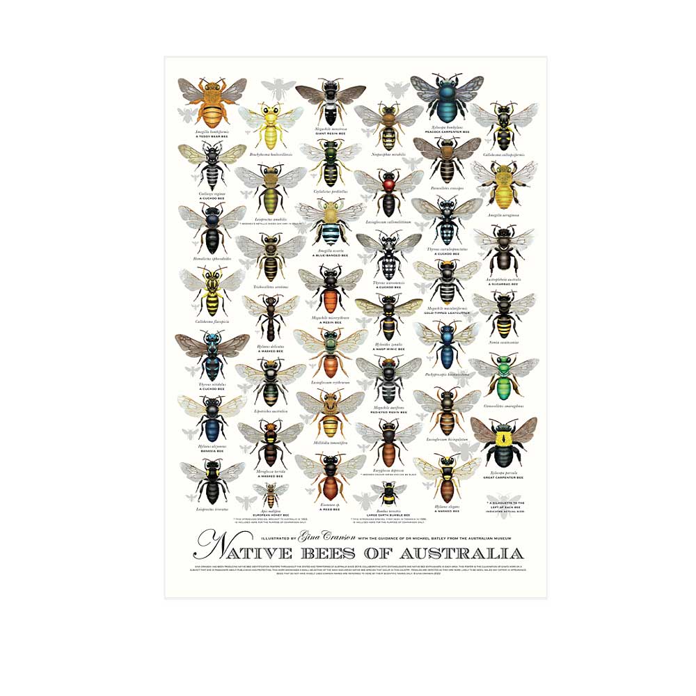 Native Bees of Australia poster on white background