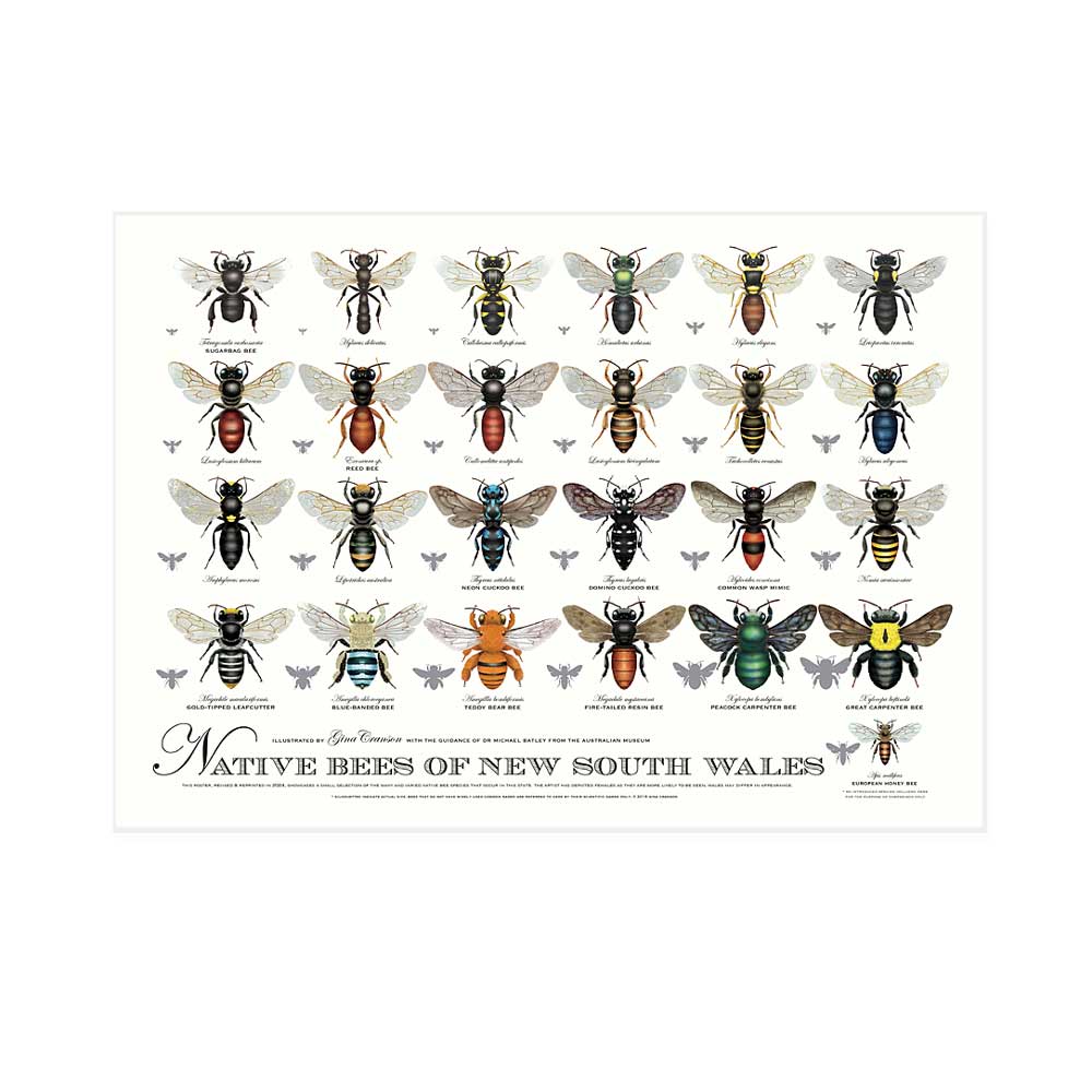 Native Bees of NSW poster on white background