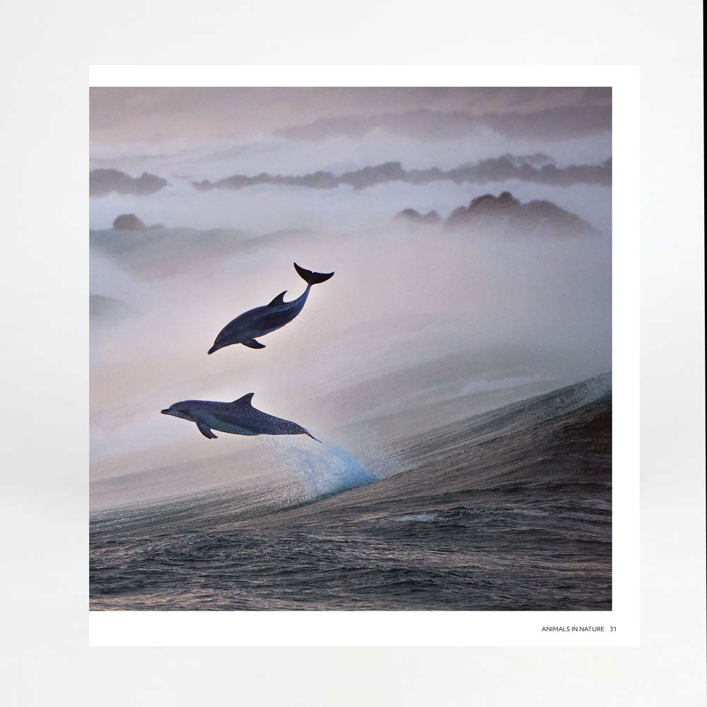 Australian Geographic Nature Photographer Of The Year winning photograph on white background