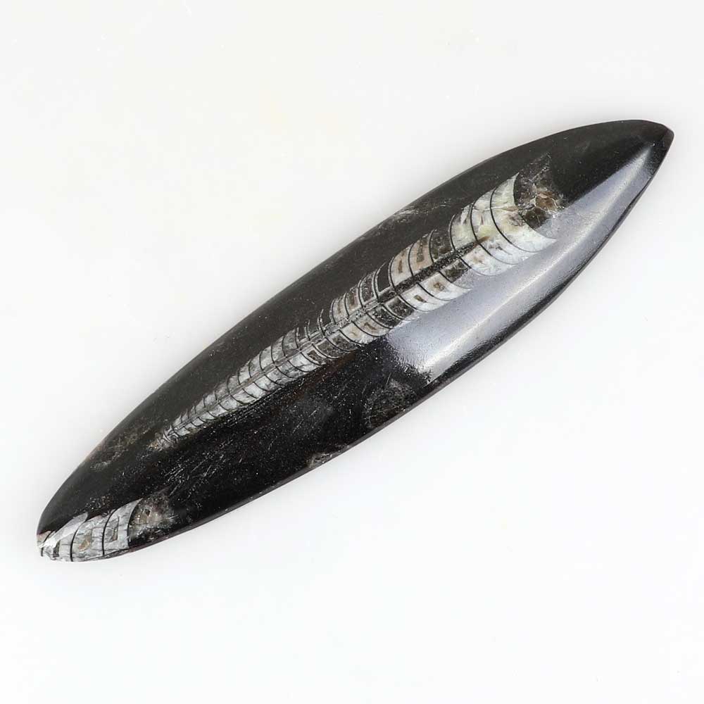 Polished chambered nautiloid, Orthoceras sp. in black marble, Australian Museum Shop Online