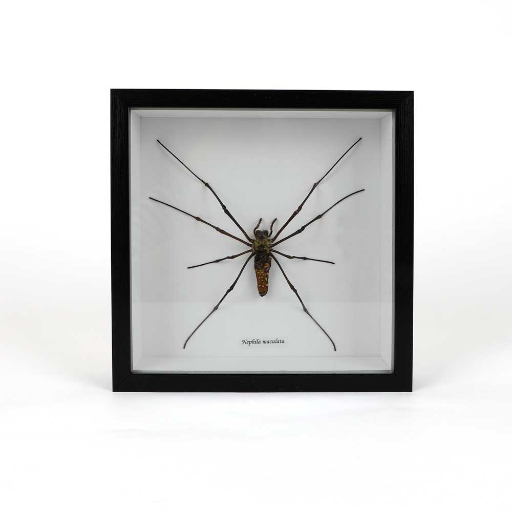 Nephilia Spider XL framed specimen on white background. Australian Museum Shop online