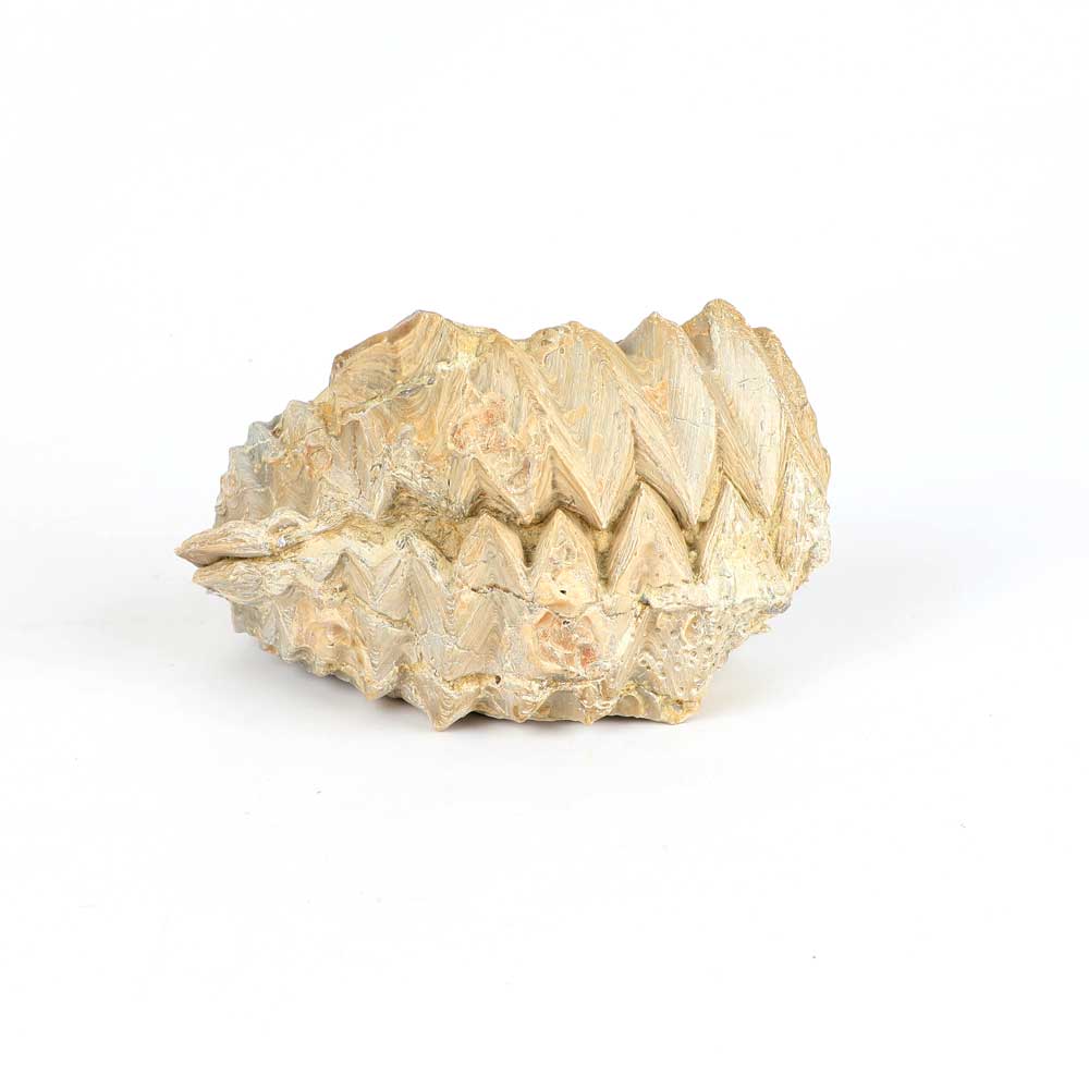 Oyster Fossil Alectryon Ungulata on white background