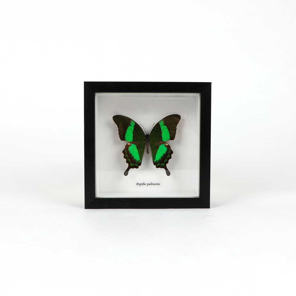 Papilio Palinurus Papilio Ulysses Framed specimen on white background