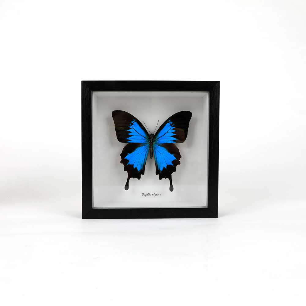 Papilio Ulysses Framed specimen on white background