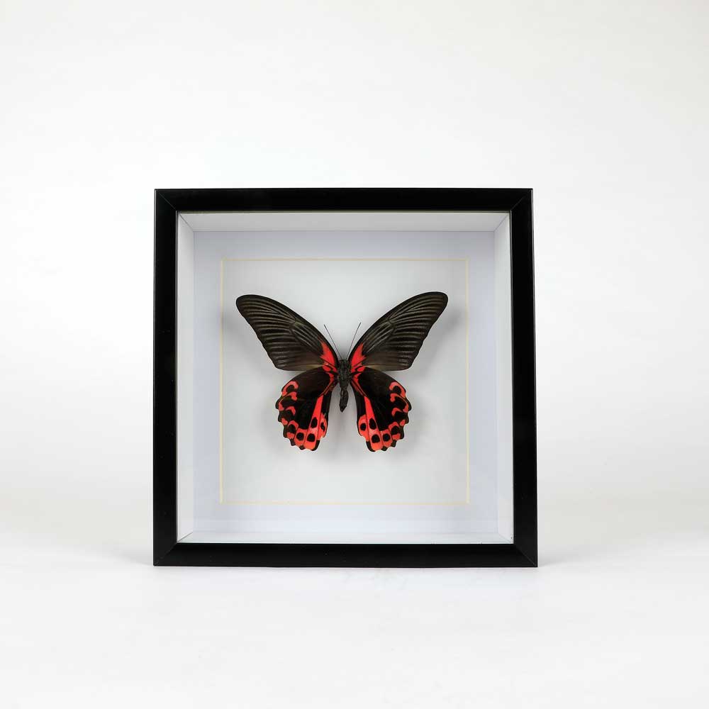 Papilio rumanzovia Papilio Ulysses Framed specimen on white background