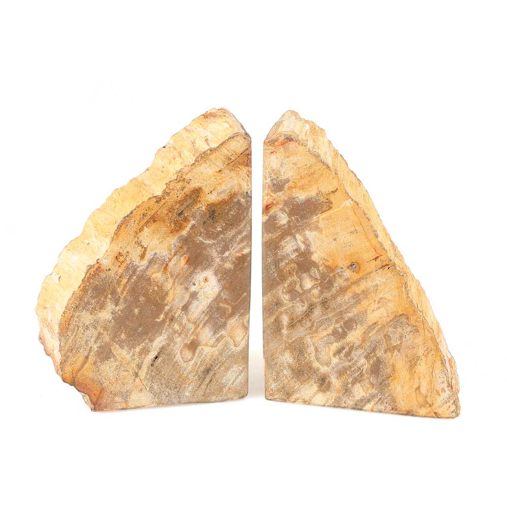 Petrified wood bookends, Miocene period, approximately 20 million years old. Australian Museum Shop online