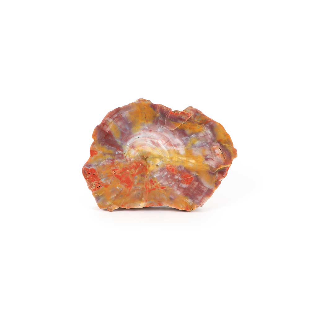 Late triassic Petrified Wood specimen on white background