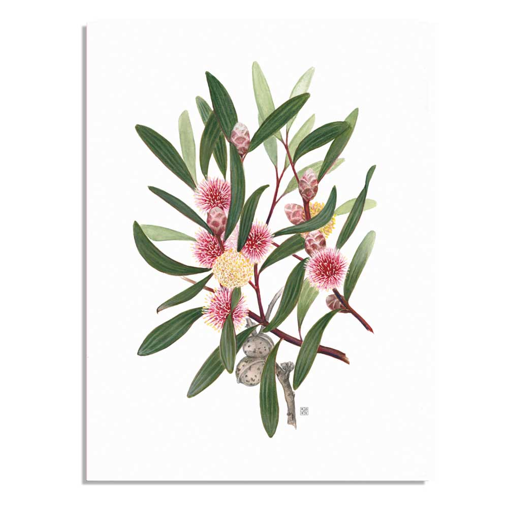 Pincushion hakea A5 Australian native flora card  on white background