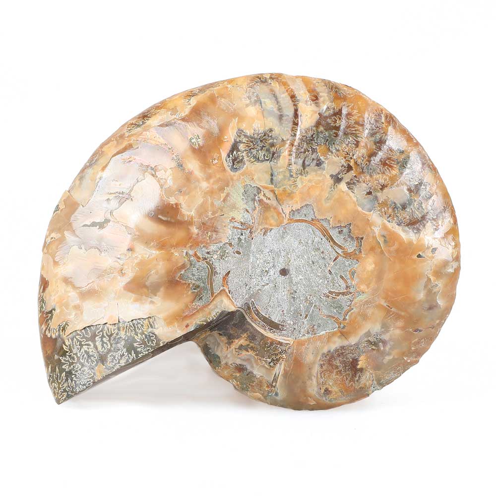 Polished ammonite specimen Australian Museum Shop online