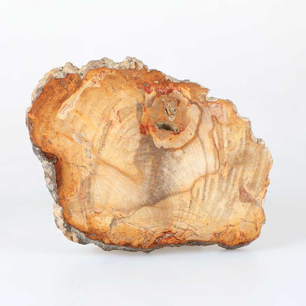 Polished petrified wood specimen from indonesia, Australian Museum shop online